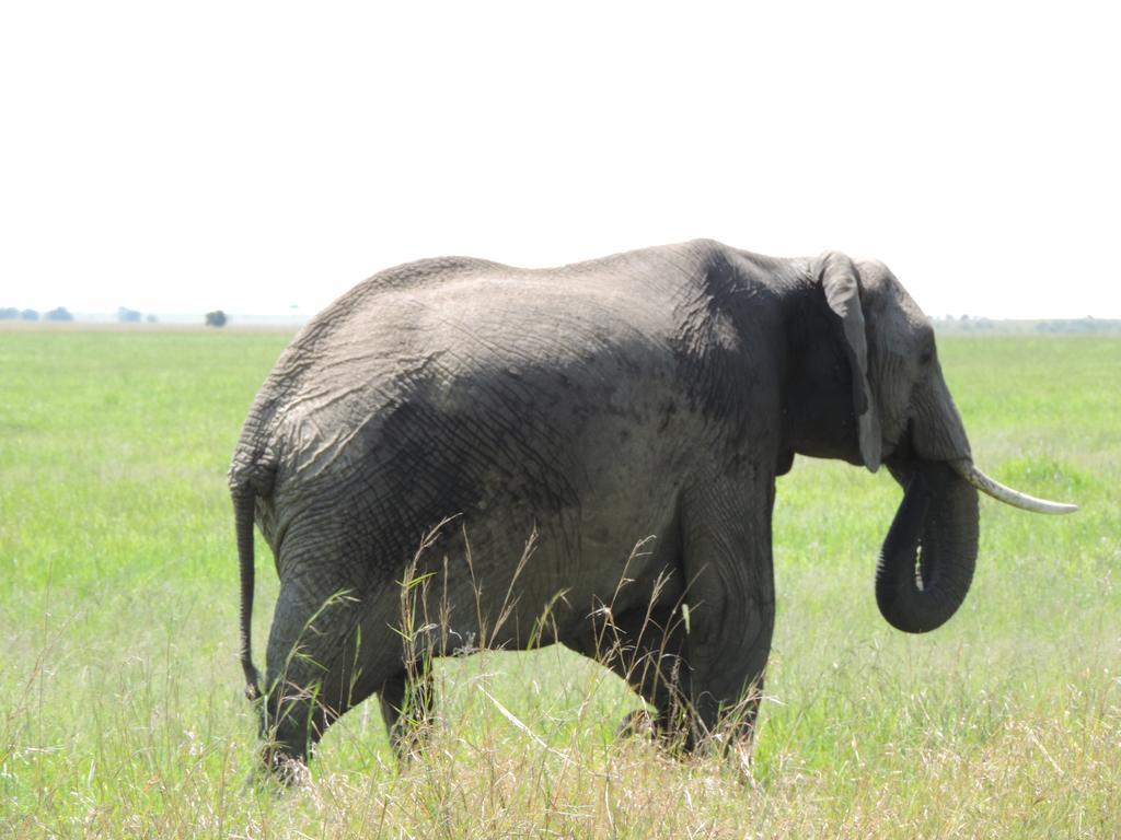 Enchoro Wildlife Camp Hotel Ololaimutiek Bagian luar foto