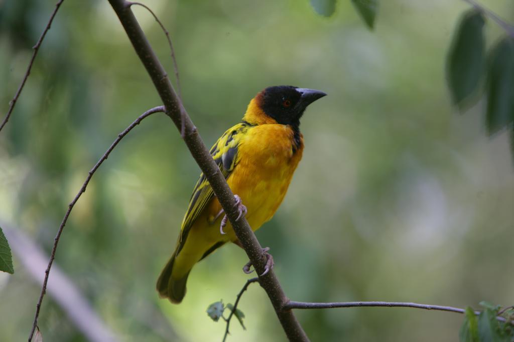 Enchoro Wildlife Camp Hotel Ololaimutiek Bagian luar foto