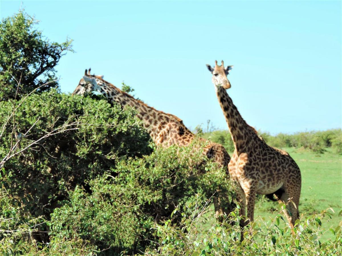 Enchoro Wildlife Camp Hotel Ololaimutiek Bagian luar foto
