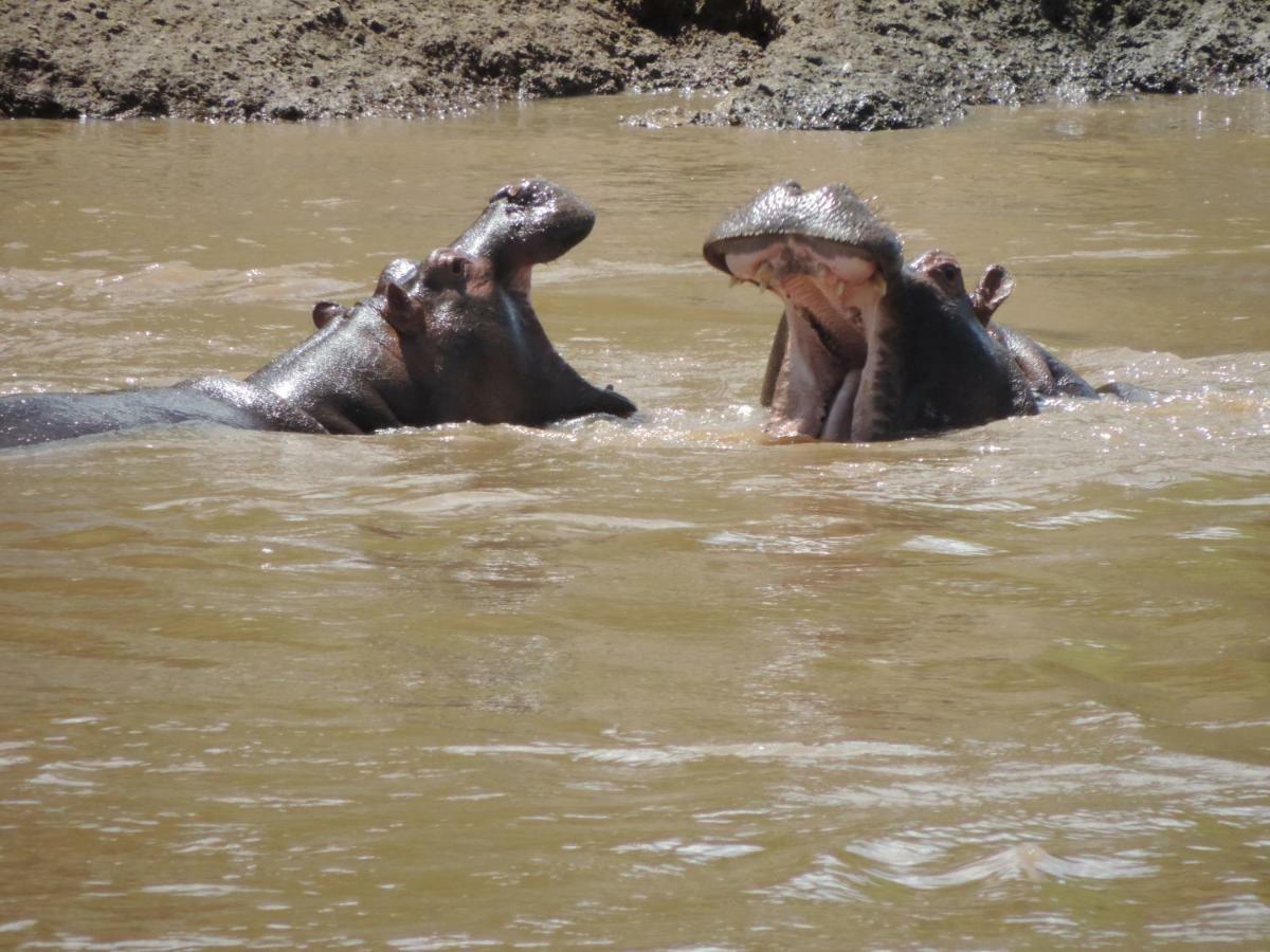 Enchoro Wildlife Camp Hotel Ololaimutiek Bagian luar foto